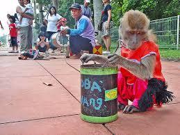 Kemana perginya ronggeng monyet?