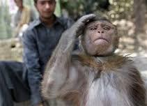 Kemana perginya ronggeng monyet?