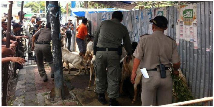 &#91;PREMAN TANAH ABANG&#93; Apa bener Haji Lulung izinin pedagang hewan kurban???