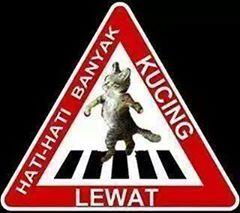 Kumpulan meme kucing lagi lewat