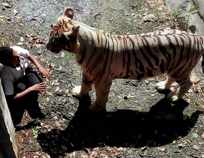 &#91;PICT+VIDEO&#93;Harimau Putih Memangsa Manusia Hingga Tewas! Delhi Zoo,India &#91;Bonus++&#93;