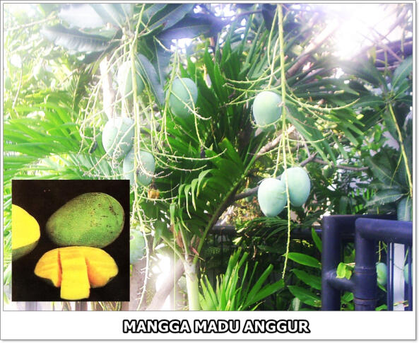 part 1, 2, 3 mangga di dunia