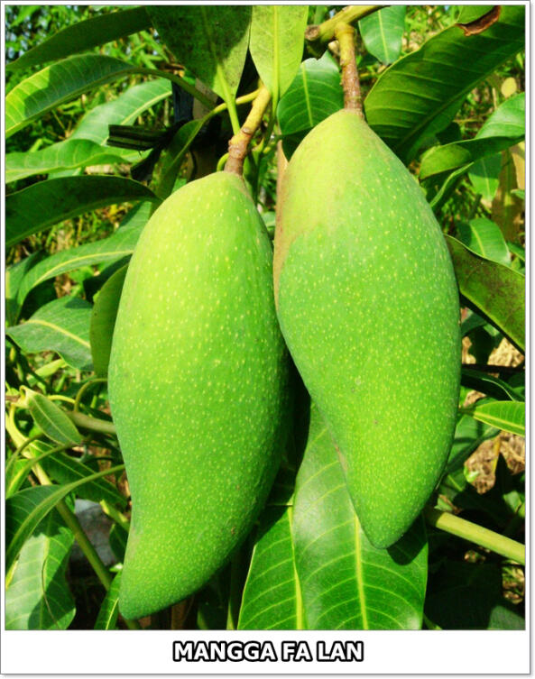part 1, 2, 3 mangga di dunia