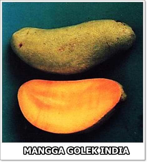 part 1, 2, 3 mangga di dunia