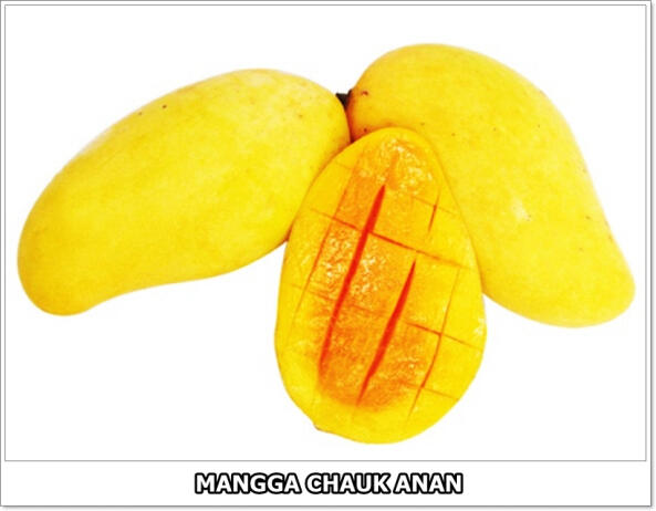 part 1, 2, 3 mangga di dunia