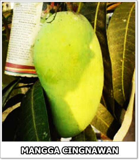 part 1, 2, 3 mangga di dunia