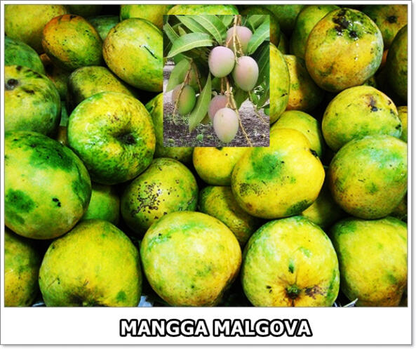 part 1, 2, 3 mangga di dunia