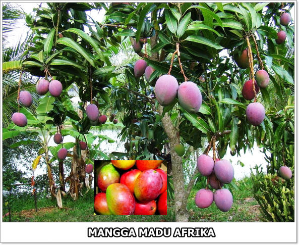 part 1, 2, 3 mangga di dunia
