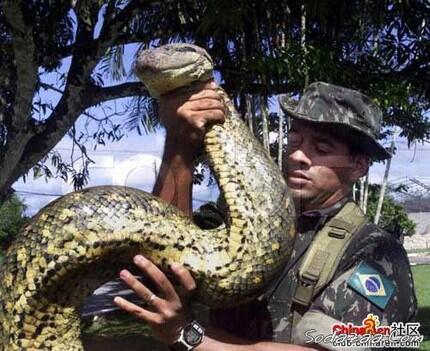 Anaconda Hijau, Ular Terbesar di Dunia 