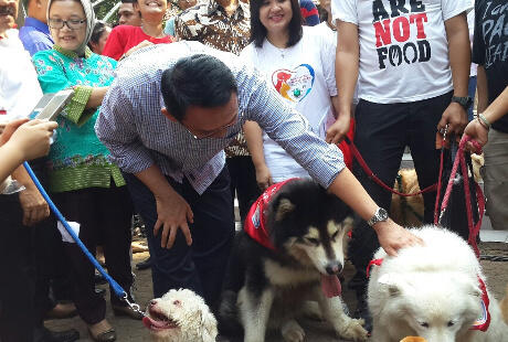 Jakarta Ramah  Hewan  Ahok Anak  Perlu Dikenalkan Hewan  