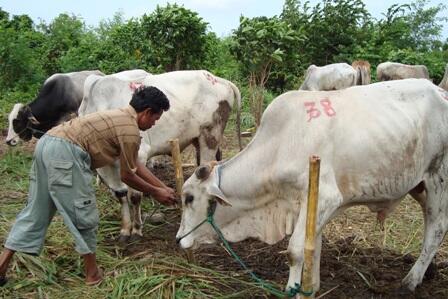 Tip-Tips Memilih Hewan Qurban