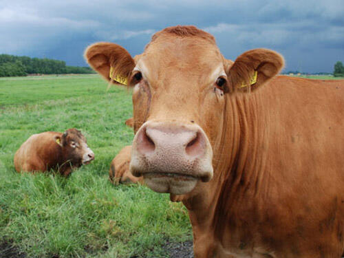 Tip-Tips Memilih Hewan Qurban