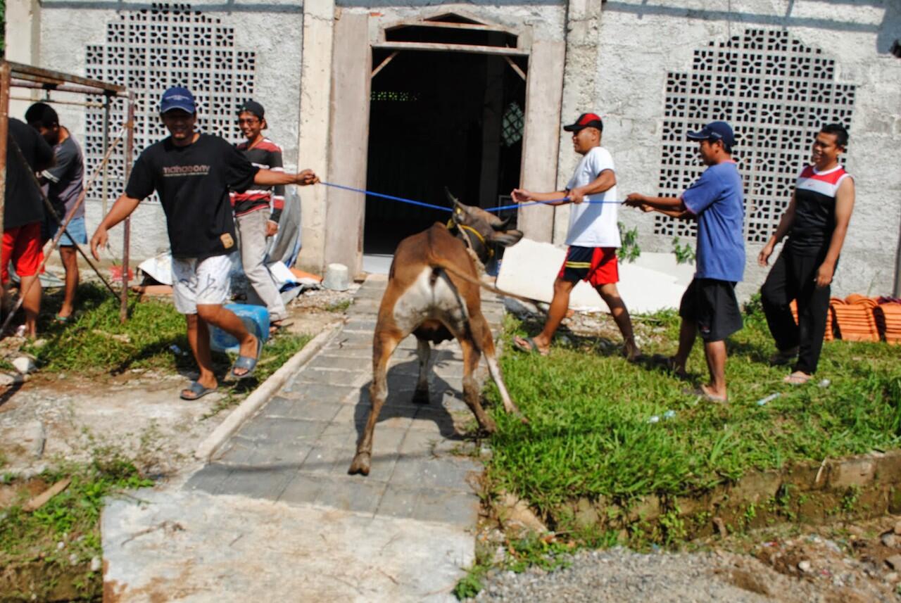 Tip-Tips Memilih Hewan Qurban