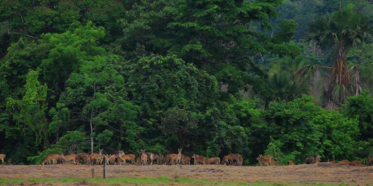 Telusuri keindahan Taman Nasional Alas Purwo Banyuwangi!!