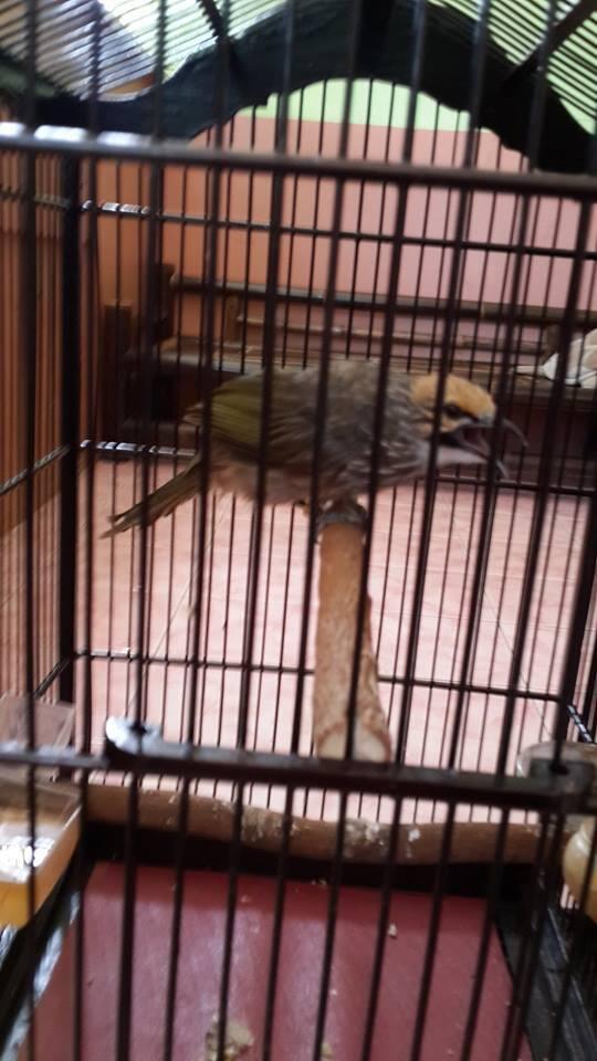 Burung Cucak rowo gacor hasill tangkaran  KASKUS