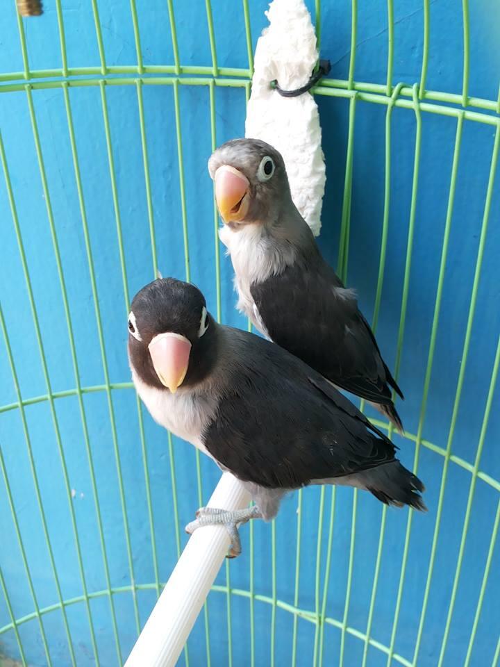 Terjual Lovebird pastel item batman  KASKUS