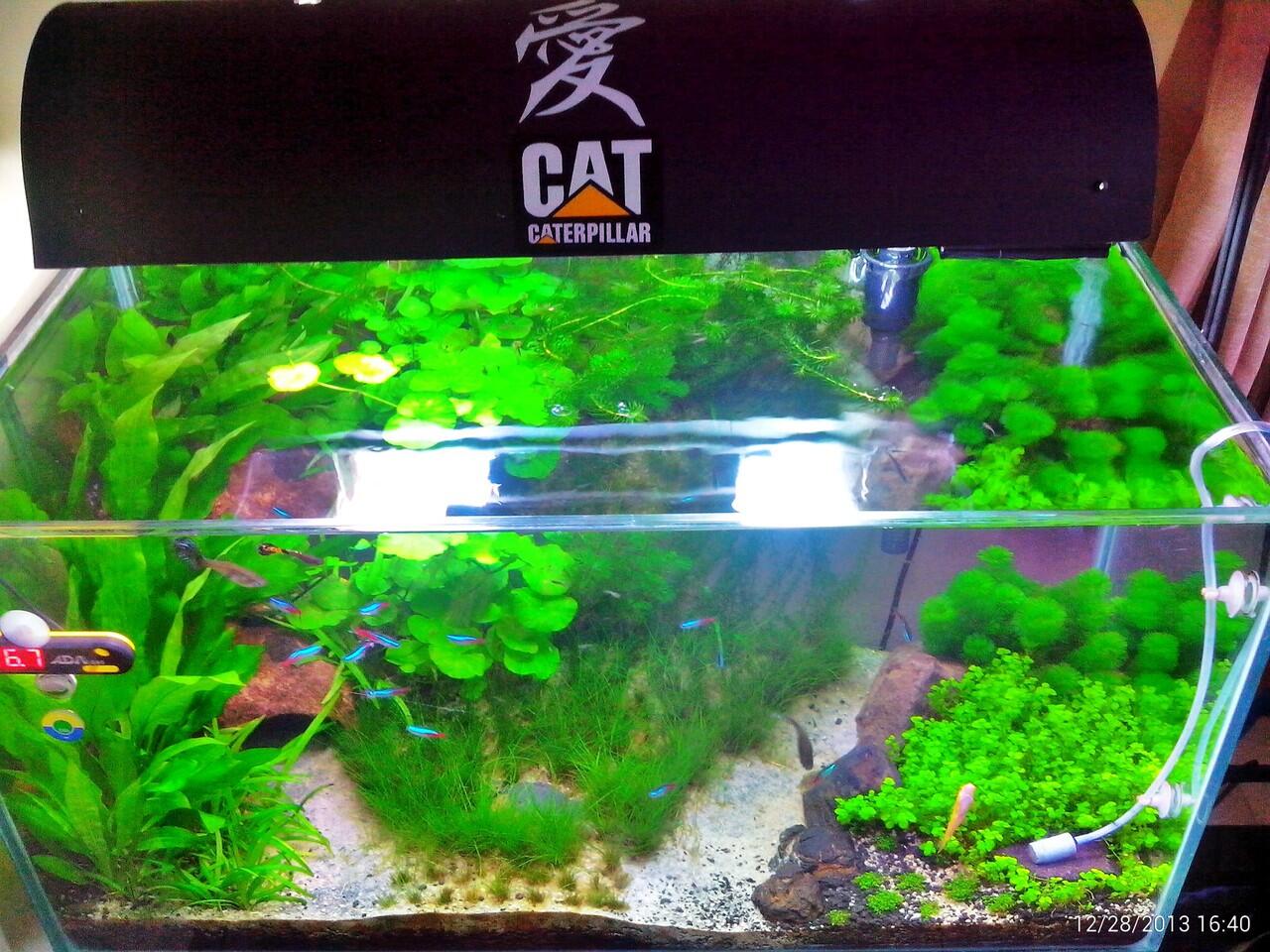 AQUASCAPE, Pesona Taman Di Dalam Akuarium &#91;Must See!!!&#93;