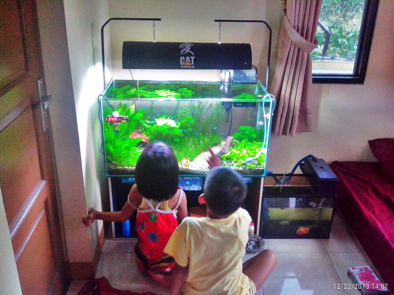 AQUASCAPE, Pesona Taman Di Dalam Akuarium &#91;Must See!!!&#93;