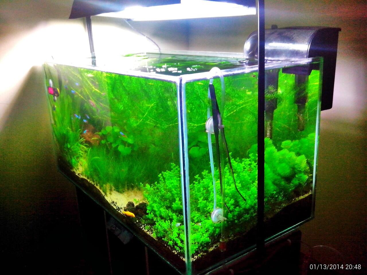 AQUASCAPE, Pesona Taman Di Dalam Akuarium &#91;Must See!!!&#93;