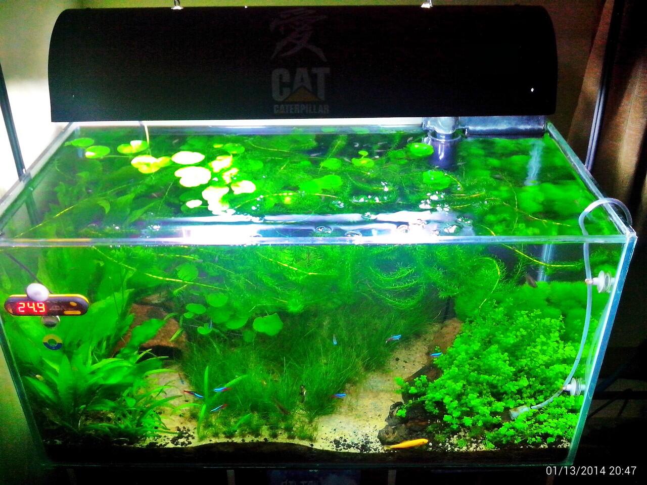 AQUASCAPE, Pesona Taman Di Dalam Akuarium &#91;Must See!!!&#93;