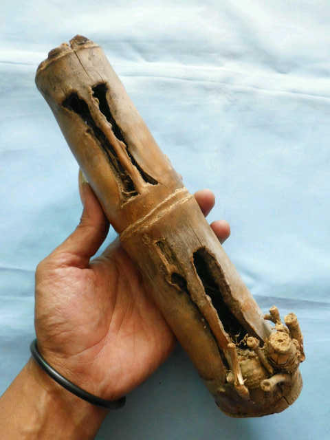Bambu Combong / Berlubang - Antik Unik