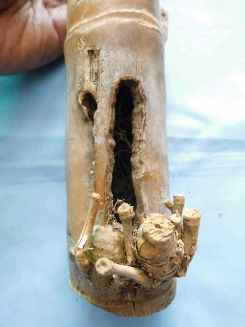 Bambu Combong / Berlubang - Antik Unik