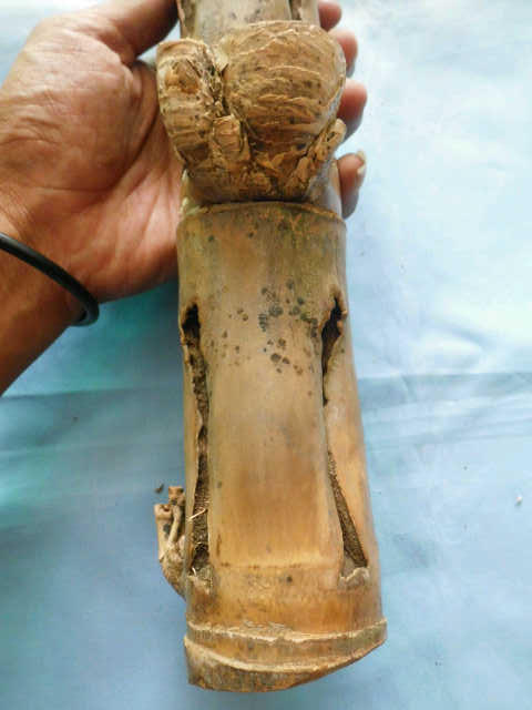 Bambu Combong / Berlubang - Antik Unik