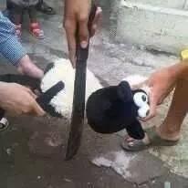 Edisi Qurban,,,,Setelah di sembelih ternyata kambing ini tak mengeluarkan darah,