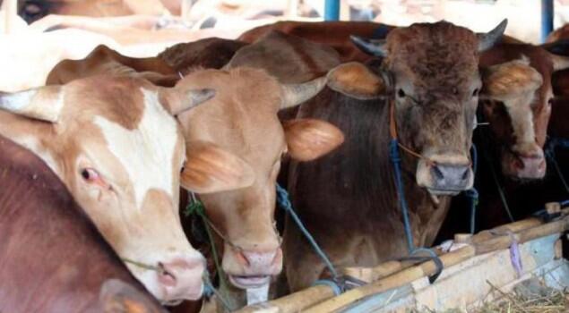Ternyata Berqurban Itu Bukan Menyembelih Saja