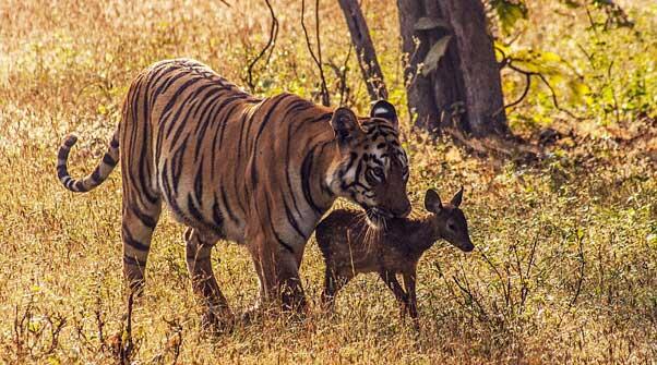 Momen Terlangka: Harimau Bermain Dengan Rusa Dan Tidak Memakannya