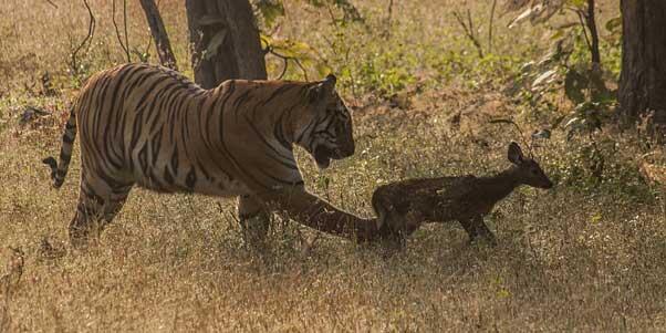 Momen Terlangka: Harimau Bermain Dengan Rusa Dan Tidak Memakannya