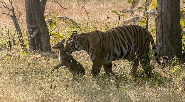  Momen Terlangka: Harimau Bermain Dengan Rusa Dan Tidak Memakannya