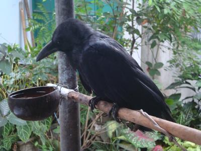 7 Mitos Hewan Berwarna &quot;Hitam&quot; di Seluruh Penjuru Dunia