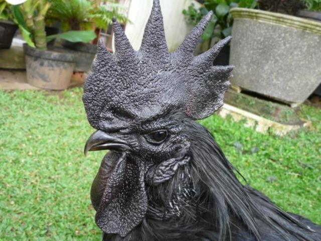 7 Mitos Hewan Berwarna &quot;Hitam&quot; di Seluruh Penjuru Dunia
