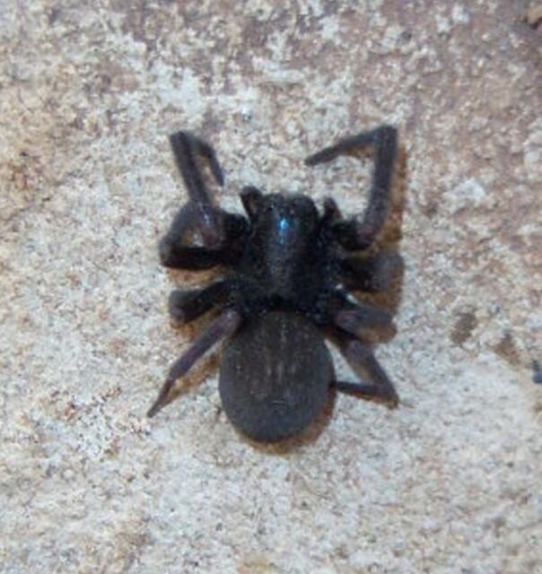 7 Mitos Hewan Berwarna &quot;Hitam&quot; di Seluruh Penjuru Dunia