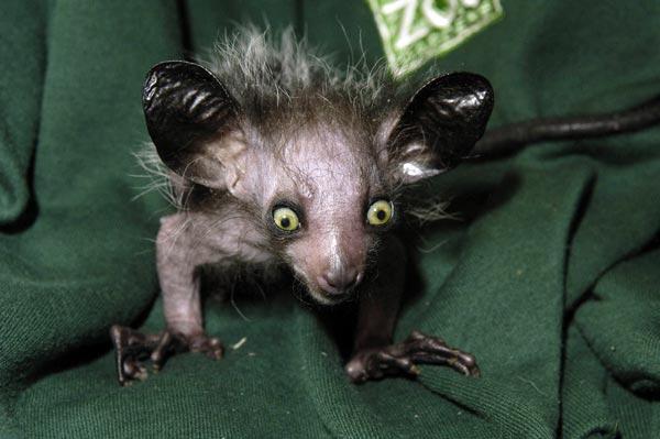 7 Mitos Hewan Berwarna &quot;Hitam&quot; di Seluruh Penjuru Dunia