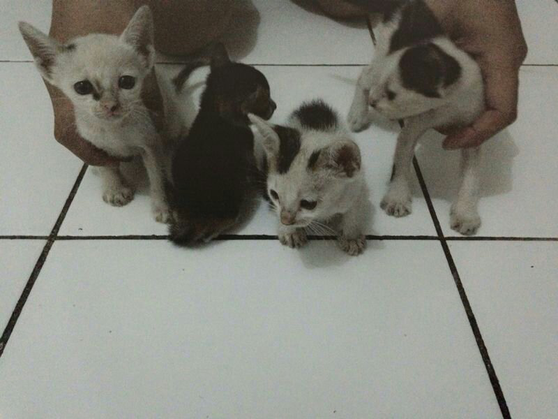 Hibah Baby Kucing Lokal 4 Ekor Kasian Gan