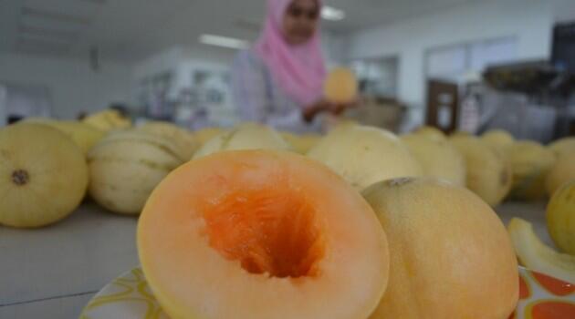 Wow! ada melon ‘Granat’ dari UGM