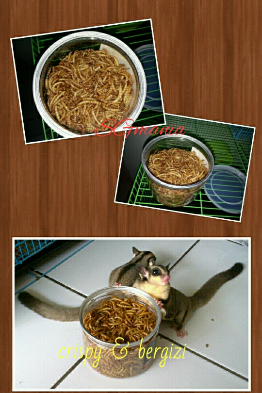ULAT HK KERING IMPORT UTK SUGAR GLIDER