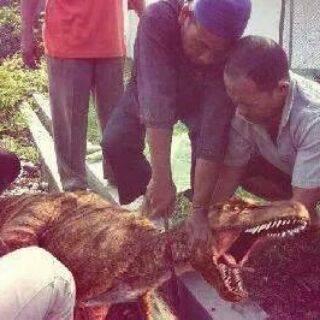 &#91;BIAR +GREGET&#93; nyembelih hewan qurban 
