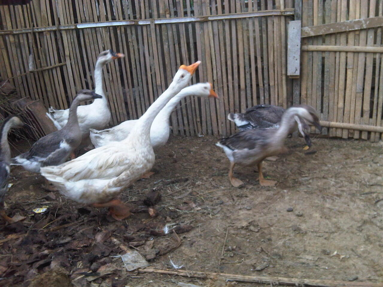 Terjual Juan Soang (Angsa) @ BOGOR | KASKUS