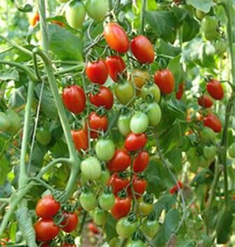 Beberapa Fakta Menarik serta Manfaat dari Tomat 