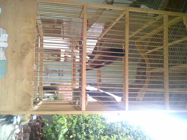 Terjual Burung Jalak Nias Gacor Isian Banyak Rajin Bunyi Cibinong