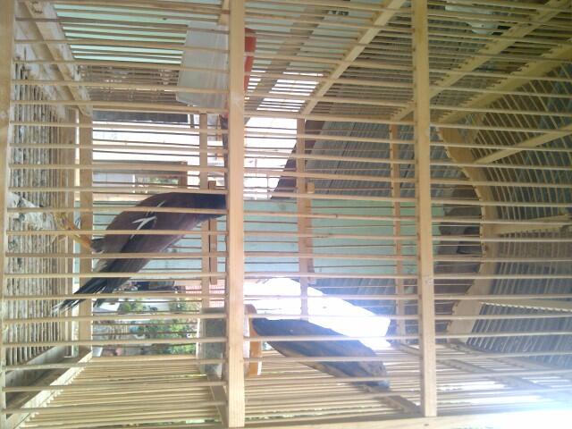 Terjual Burung Jalak Nias Gacor Isian Banyak Rajin Bunyi Cibinong