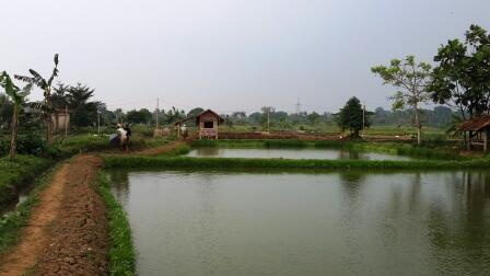 Kerjasama Budidaya Ikan Gurame