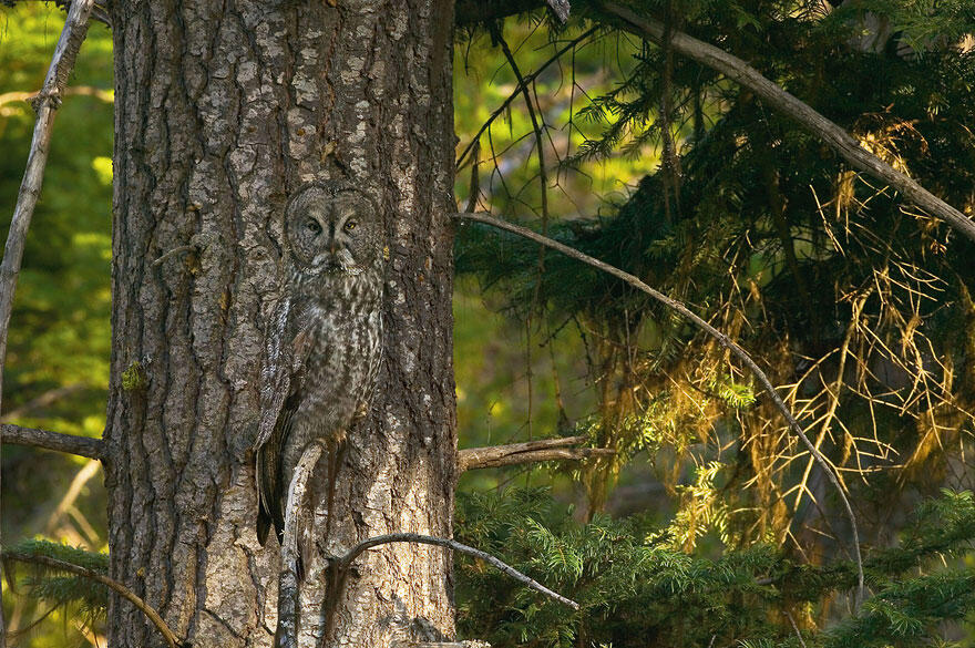 burung hantu ninjaa