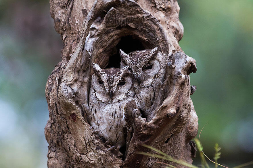 burung hantu ninjaa