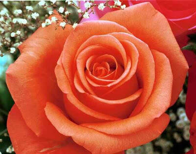 [Tips] Cara ampuh hilangkan bekas luka pakai bahan alami 