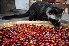 (Awas Tetangga) Indonesia 'TERANCAM' Tak Bisa Patenkan Kopi Luwak !!!!