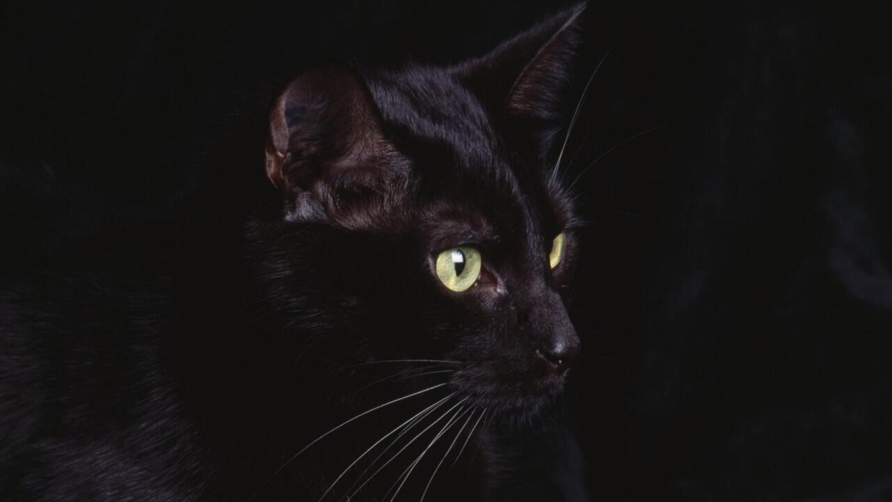 Mitos seputar Meong Hitam